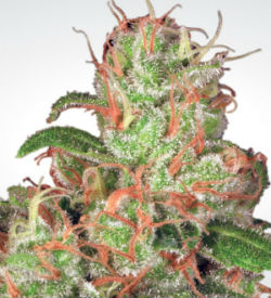 Paradise Seeds Acid Autoflower Feminized