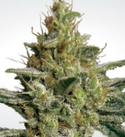 Paradise Seeds Allkush Feminized