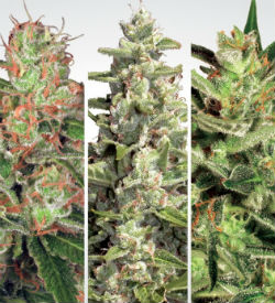 Paradise Seeds Autoflower Collection Pack #2