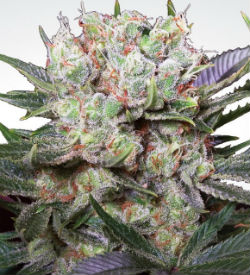 Paradise Seeds Californian Gold Feminized