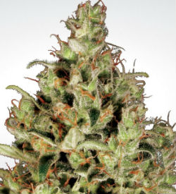 Paradise Seeds Delahaze Feminized