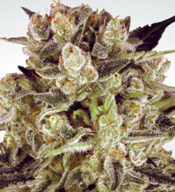 Paradise Seeds Durga Mata CBD Feminized