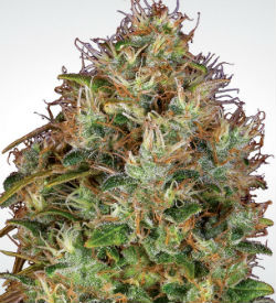 Paradise Seeds Dutch Kush Feminized