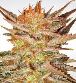 Paradise Seeds Ice Cream Feminized