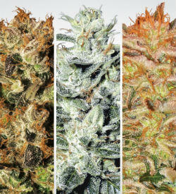 Paradise Seeds Indica Champions Pack