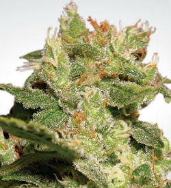 Paradise Seeds Jack Autoflower Feminized