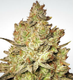 Paradise Seeds Jacky White Feminized