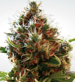 Paradise Seeds Lucid Bolt Feminized