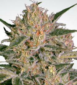 Paradise Seeds Nebula CBD Feminized