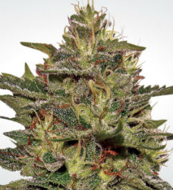 Paradise Seeds Original Cheese Feminized