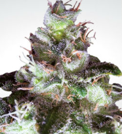 Paradise Seeds Original White Widow Feminized