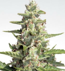 Paradise Seeds Pandora Autoflower Feminized