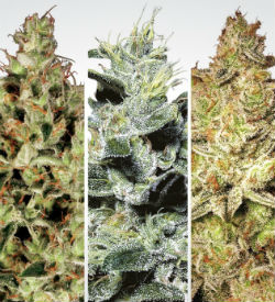 Paradise Seeds Sativa Champions Pack