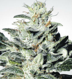 Paradise Seeds Sensi Star Feminized