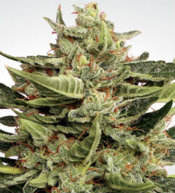 Paradise Seeds Vertigo Autoflower Feminized