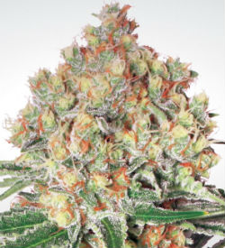 Paradise Seeds Wappa Autoflower Feminized