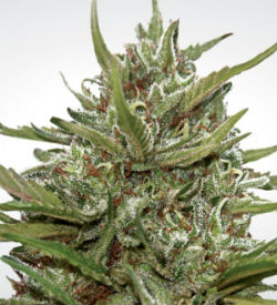 Paradise Seeds White Berry Autoflower Feminized