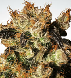 Paradise Seeds White Berry Feminized