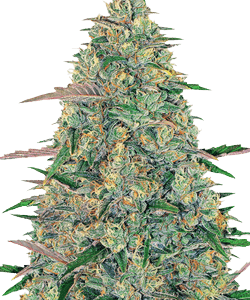 Herbies Pineapple Chunk Feminized Seeds