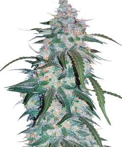 Herbies Pineapple Express Autoflower Seeds