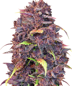 Herbies Purple Lemonade Autoflower Seeds