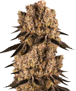 Herbies Purple Punch Feminized Seeds