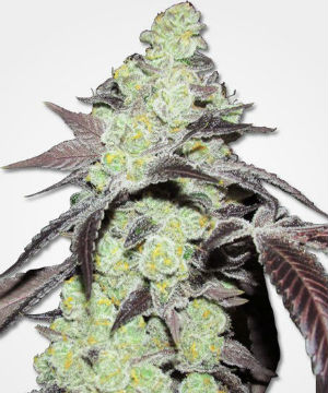 Purple Kush Feminized Weed Seeds