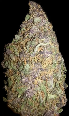 Purple Urkle Bud