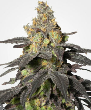 Purple Urkle Feminized Marijuana Seeds