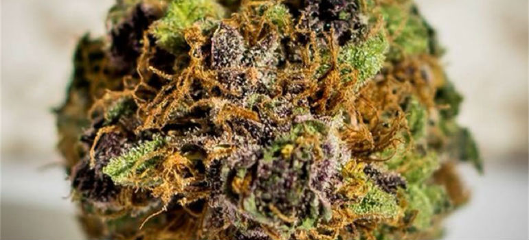 Purple Urkle Feminized Seeds Plant