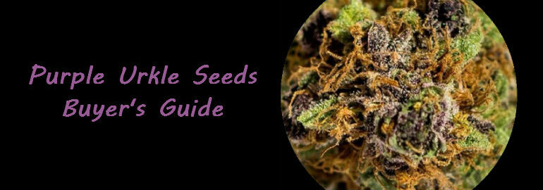 Purple Urkle Cannabis Seeds