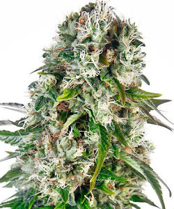 Sensi Seeds Big Bud Autoflower Feminized