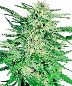 Sensi Seeds Big Bud Feminized