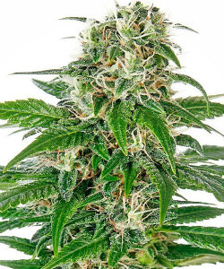 Sensi Seeds Early Skunk Autoflower Feminized