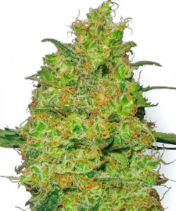 Sensi Seeds White Label Master Kush Feminized