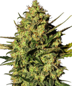 Sensi Seeds White Label Master Kush Haze Autoflower Feminized