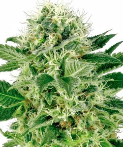 Sensi Seeds White Label Northern Lights Feminized