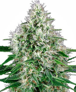 Sensi Seeds White Label Pure Power Plant Autoflower Feminized