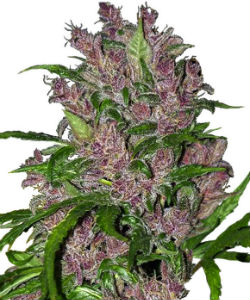 Sensi Seeds White Label Purple Bud Autoflower Feminized