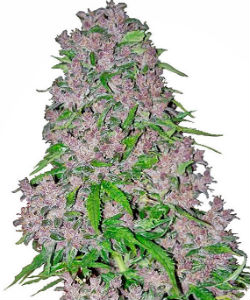 Sensi Seeds White Label Purple Bud Feminized