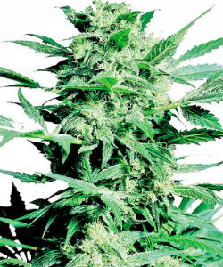 Sensi Seeds Shiva Skunk Feminized