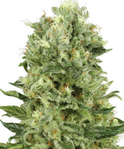 Sensi Seeds White Label Skunk #1 Autoflower Feminized