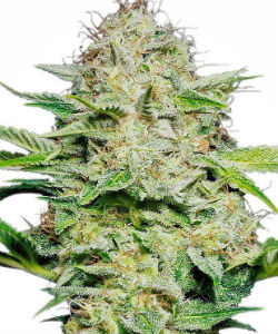 Sensi Skunk Autoflower Feminized Seeds