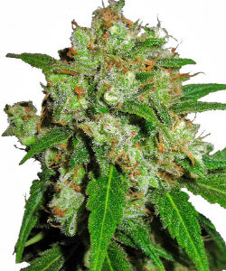 Sensi Skunk Feminized Seeds