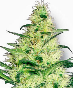 Sensi Seeds White Label White Diesel Feminized