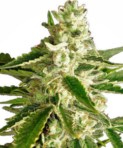 Sensi Seeds White Label White Diesel Haze Autoflower Feminized