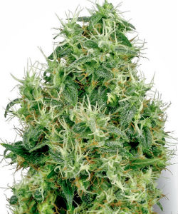 Sensi Seeds White Label White Gold Feminized