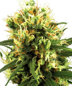 Sensi Seeds White Label White Haze Autoflower Feminized