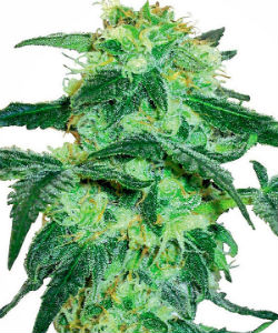 Sensi Seeds White Label White Ice Feminized