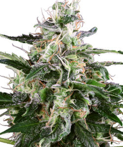 Sensi Seeds White Label White Skunk Autoflower Feminized